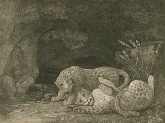 Tygers at Play, Engraved by the Artist, pub. 1789